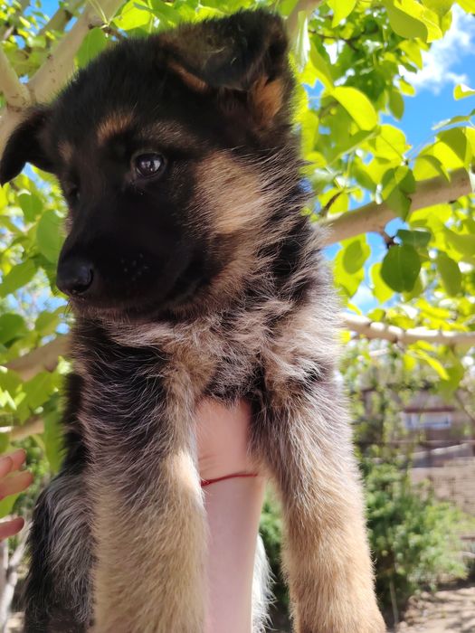 Продам  щенят немецкой овчарки.