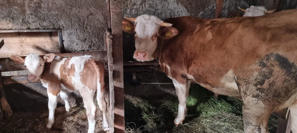 Văcuță de vânzare