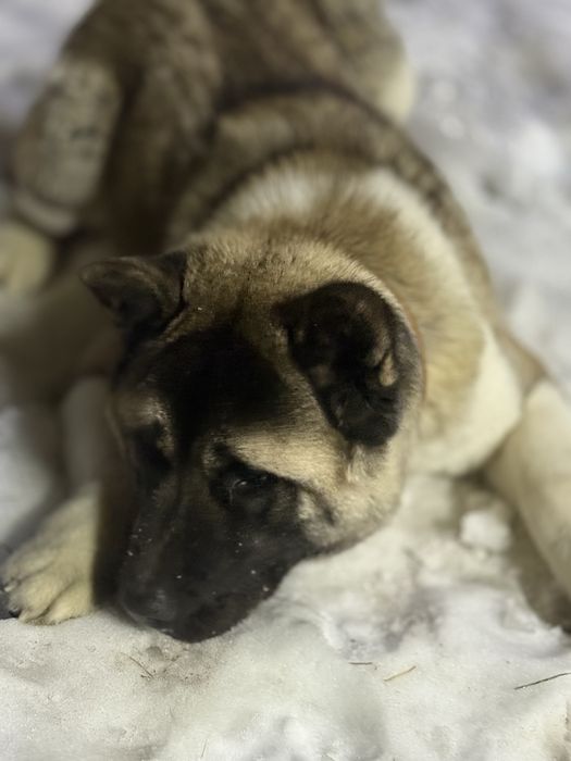 Продам Акиту Американскую возраст год