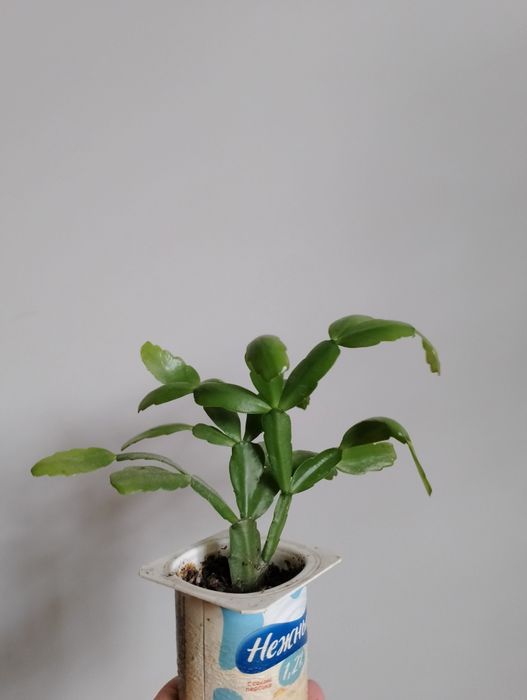 Декабрист розовый