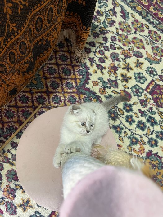 Продаются вислоухие котята, породы Skottish Fold.
