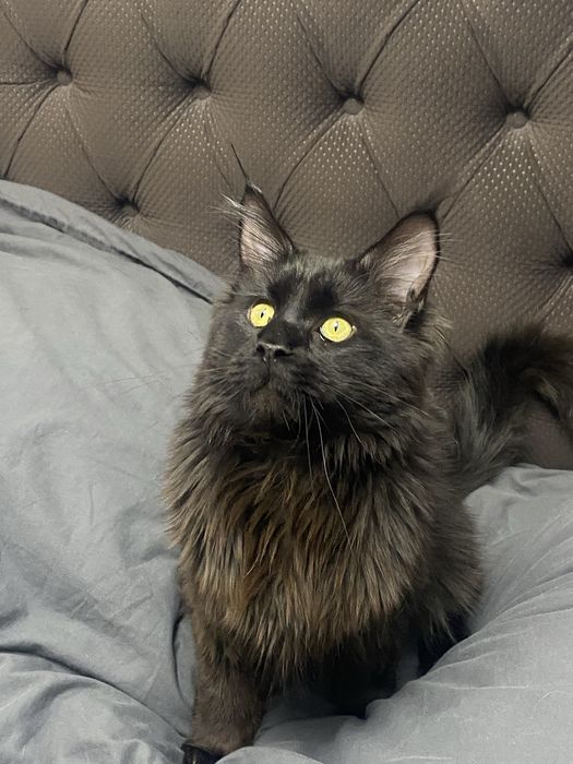 Мейн-Кун ищет красивую невесту к себе домой!