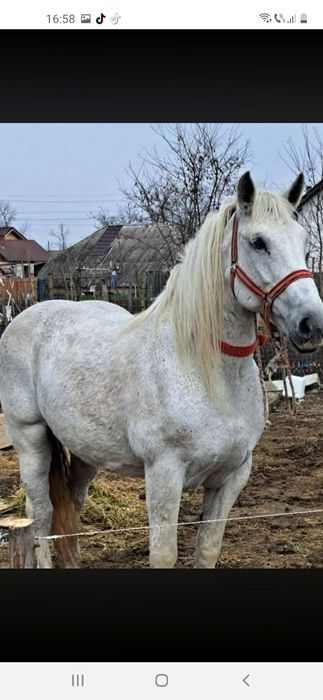 Iapă grea de vînzare