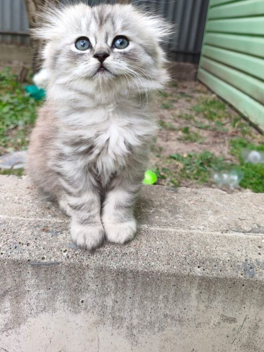 Продам котят веслоухие