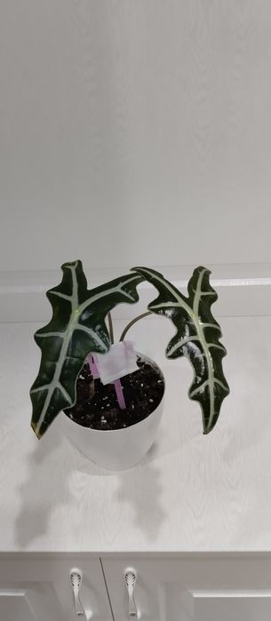 Предлагаю цветы комнатные.