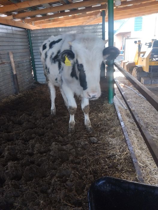 Продам.    бычка