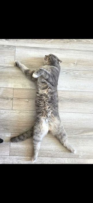Отдам кота даром