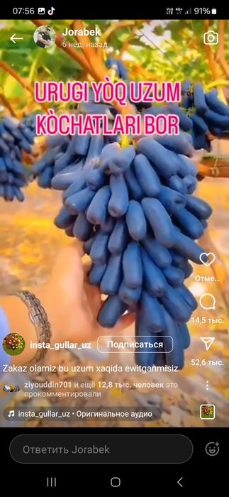 Uzum, Avatar ko'chati