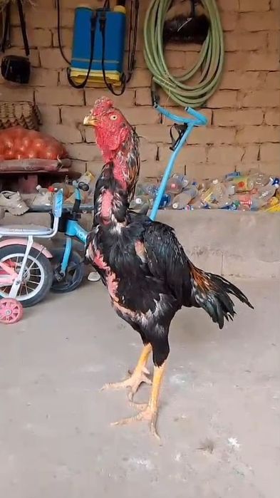 Дакан ири деу парода