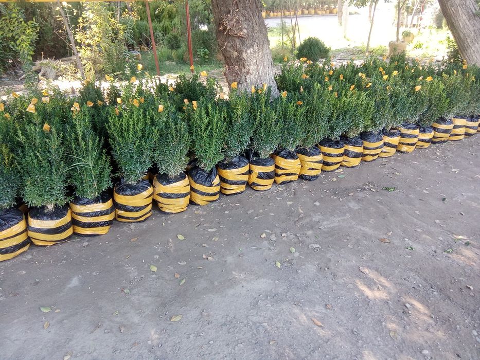 Majivelnik siren kashtan shamshod bor