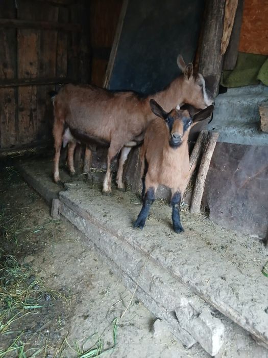 Mulgătoare manuală nouă capre
