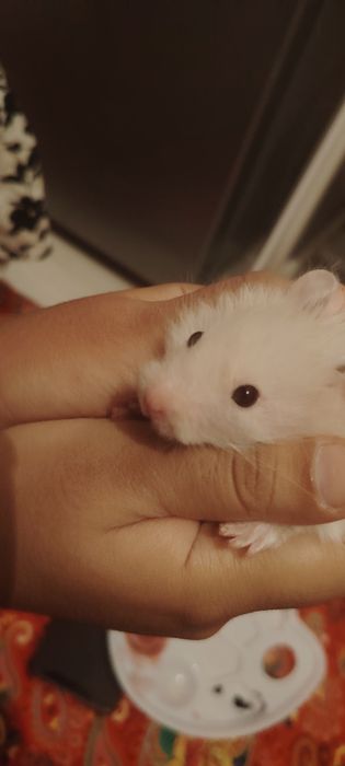 Продам хомяка с клеткой