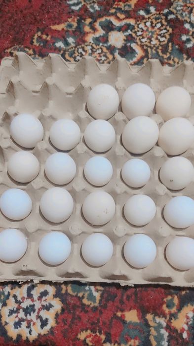 Qayerga boʻlsa ham dastafka qilib beramiz. Yoʻl haqqi sizdan