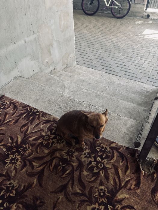 Чихуахуа  собака