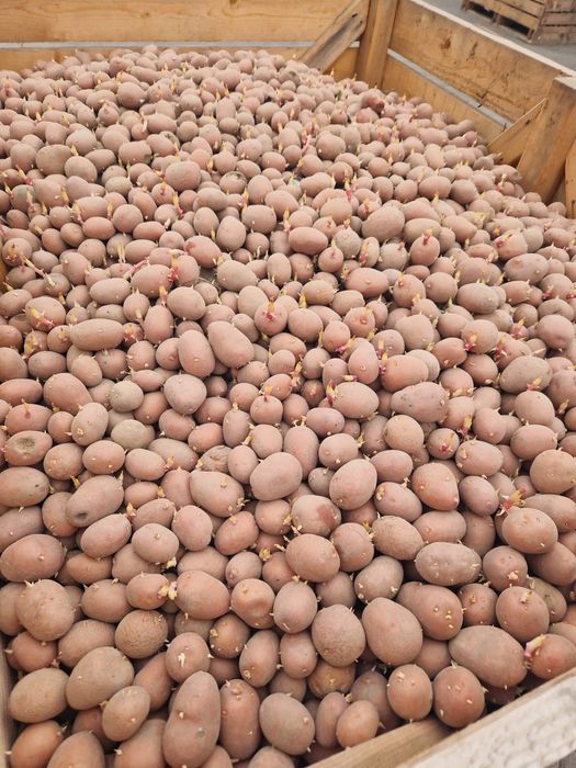 Cartofi de sământă belarosa cat A