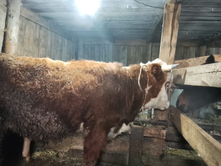 срочно продам бычки и телата