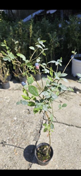 Nuci Chandler Paulownia Ciresi Visin Afin Trandafiri Aluni Pruni>RO UE