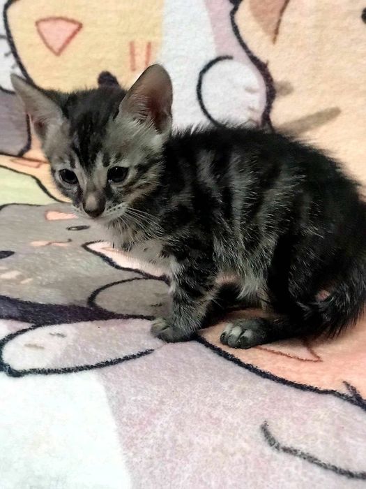 Бенгальские котята