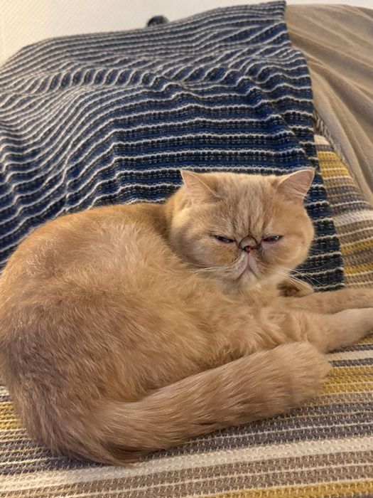 Кот Экзот ухоженный мальчик