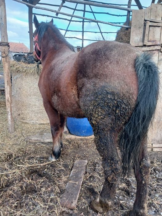 Vând manza de 4 ani cu pașaport