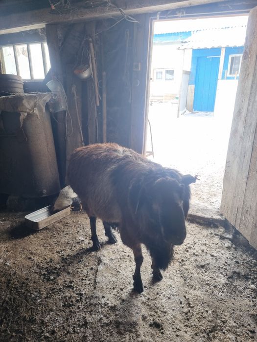 Кошкар 3 жас ,00