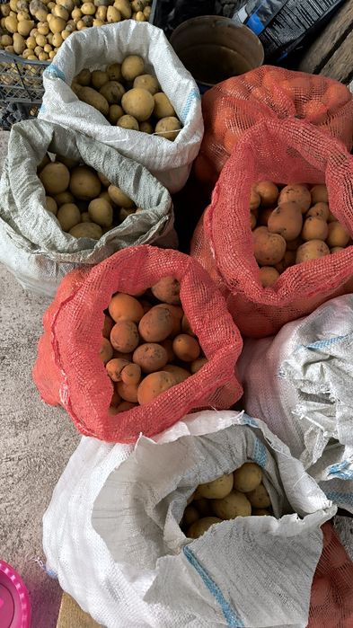 Дачный картофель 250