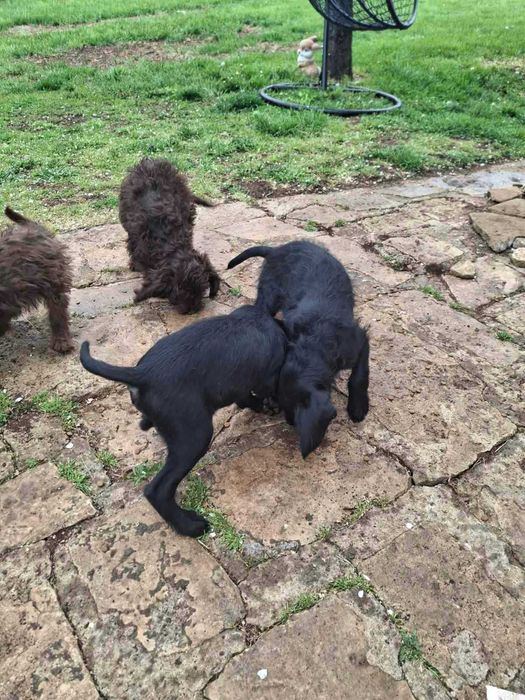 Кучета за трюфели