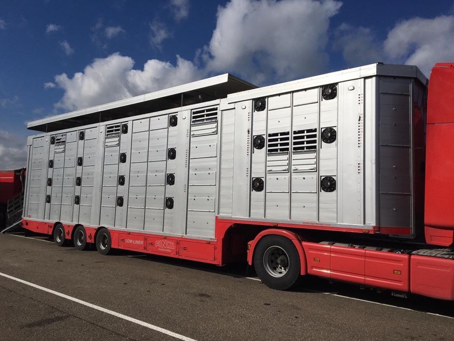 Transport bovine /vaci /