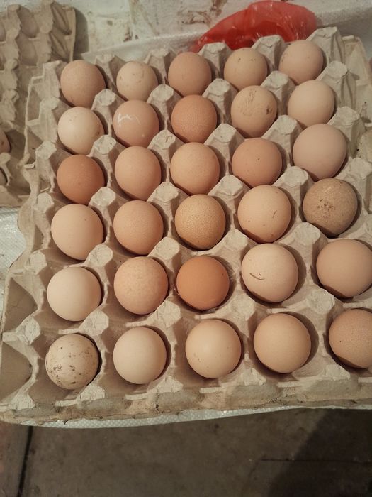 Яйца цесарки для инкубаций