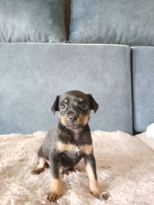 Продам щенка той- терьера