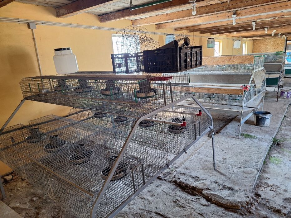 Custi iepuri profesionale