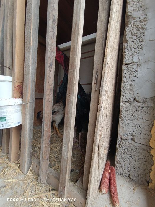 Daken koraz mekenimen birge