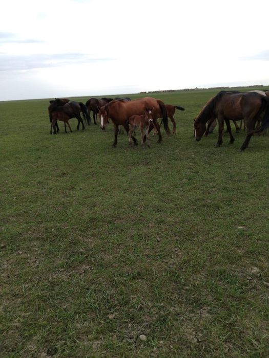 Жылқы Үйір табун бие айғыр