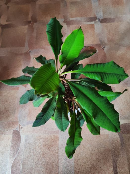 Продается комнатные цветы