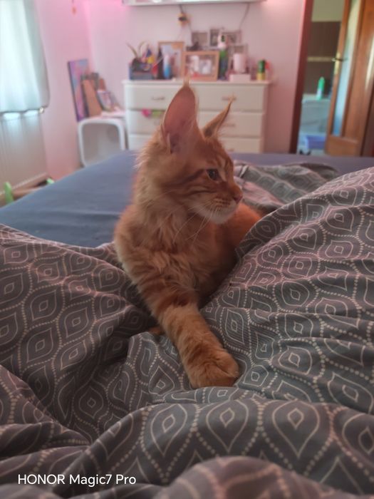Pui Maine Coon cu pedigree