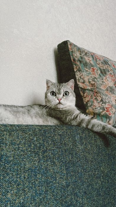 Подарим счастье в хорошие руки