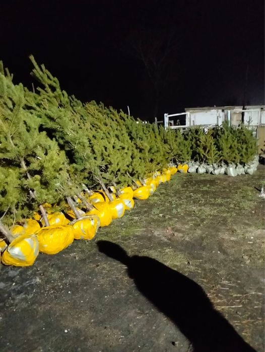 Саженцы сосны