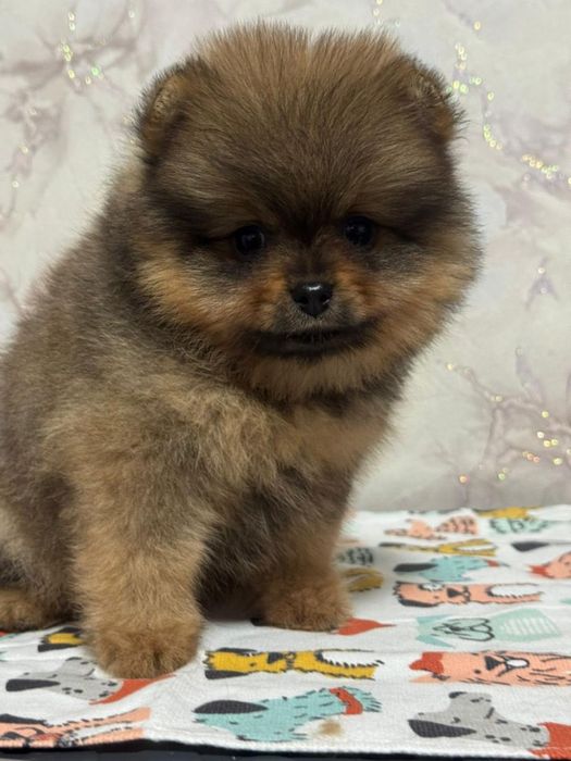 Померанский шпиц