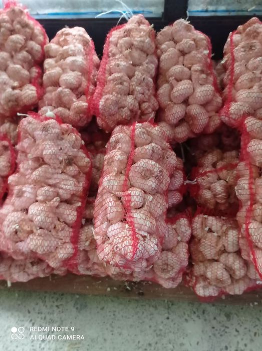 Чесън за консумация зимно и пролетно засаждане