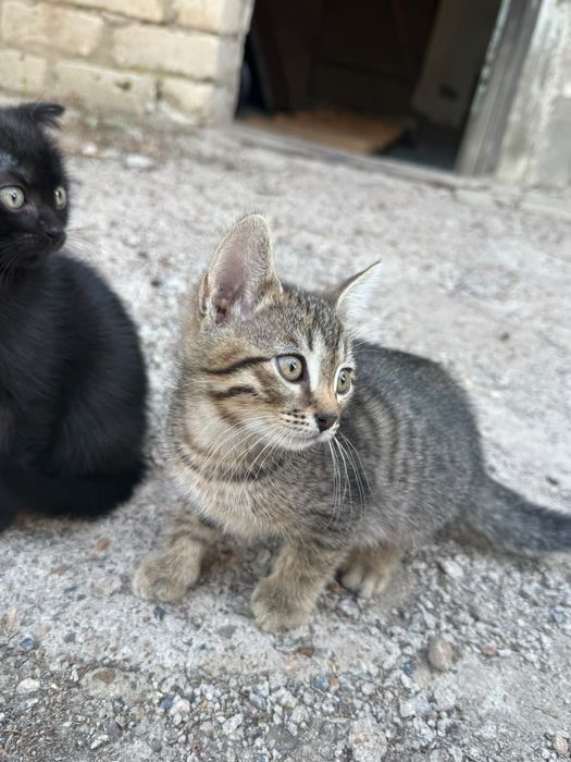 Отдам котят в добрые руки 2 месяца