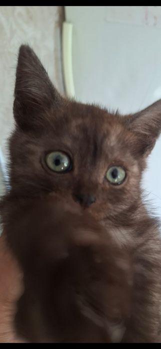 Пристраиваются котята
