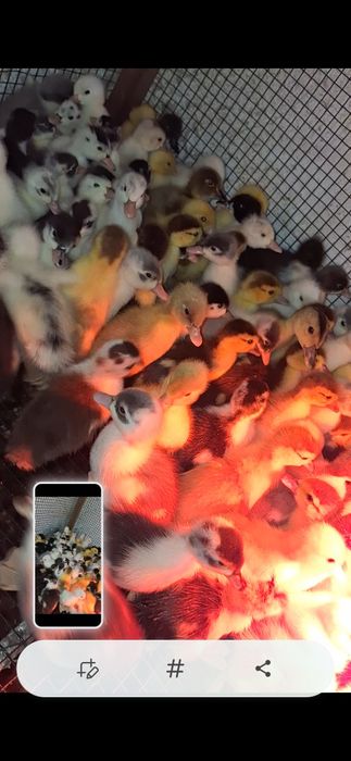 bobocei de rata  colorati