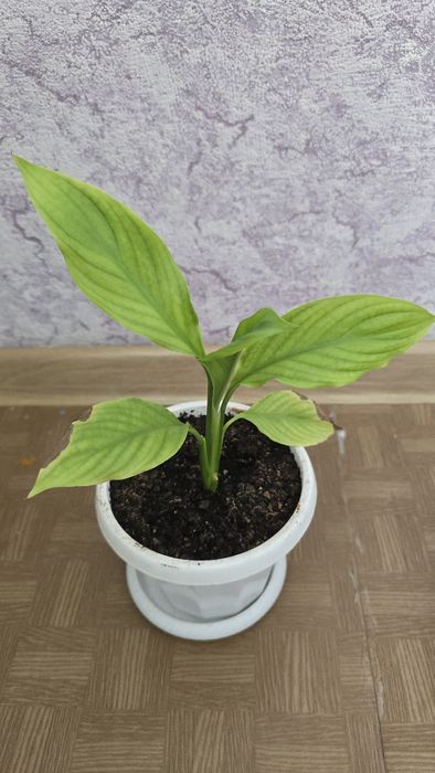 Продам цветы      .