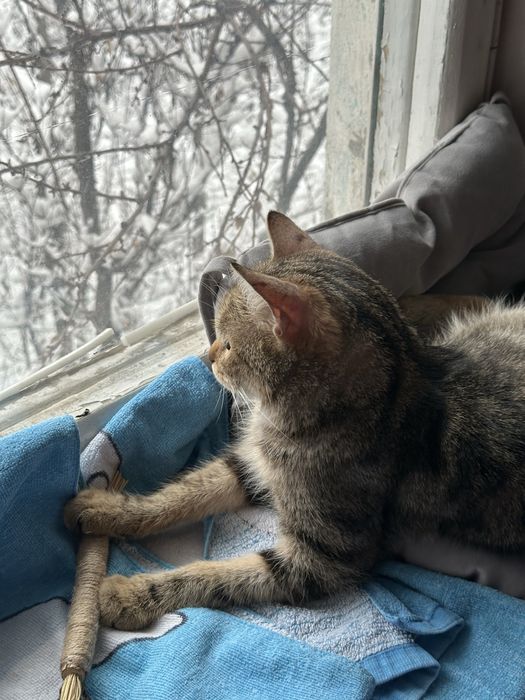 Ищем дом взрослой кошке