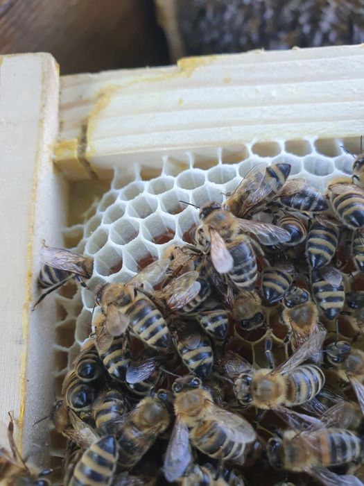 Vand roiuri de albine