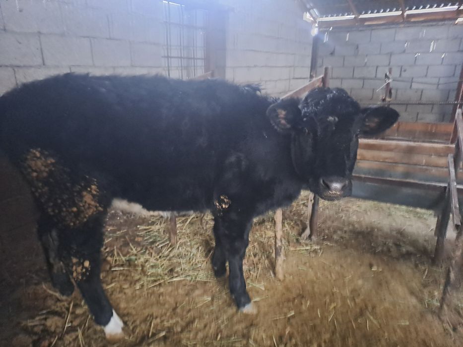 Продам скот, срочно