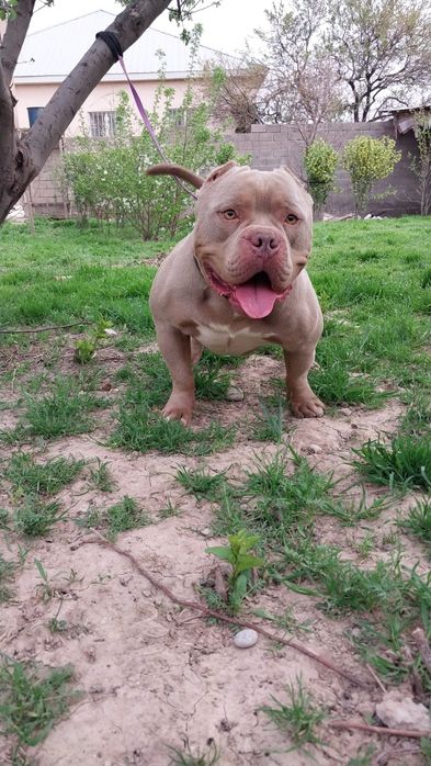 Американский булля