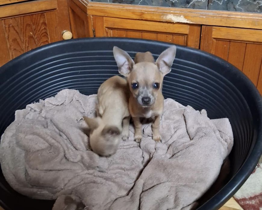 Очарователно женско Чихуахуа търси дом