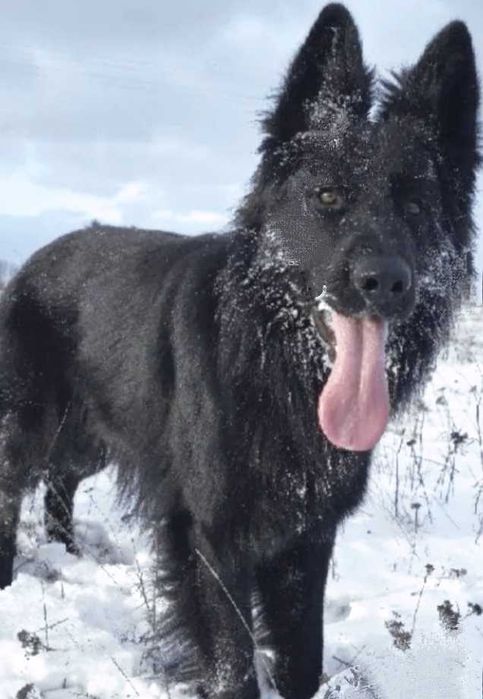 Щенята немецкой черной овчарки