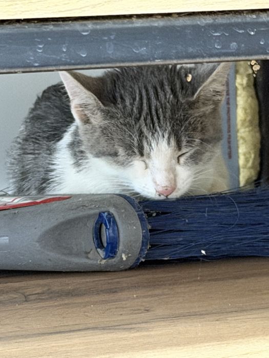 Котенок маленкий/ая